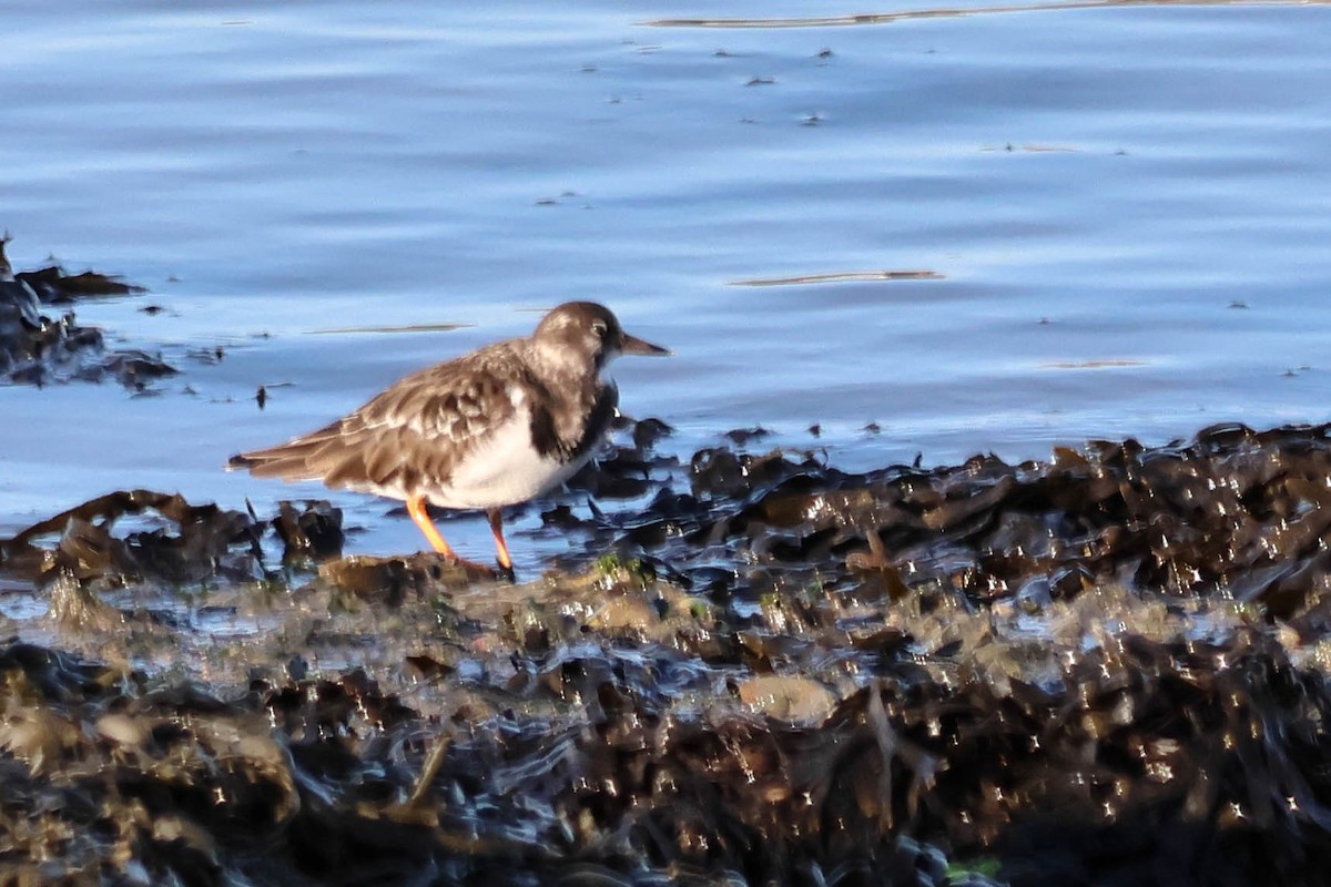 翻石鷸 - ML646110187