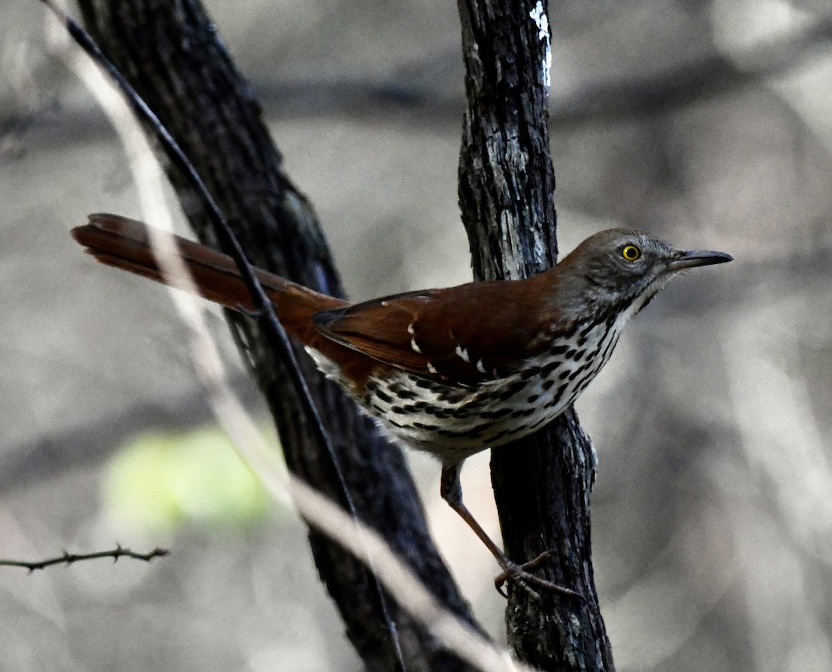 Brown Thrasher - ML646110188