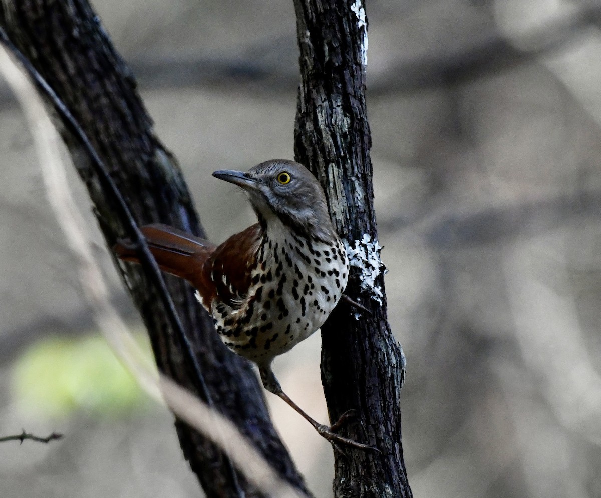 Brown Thrasher - ML646110190