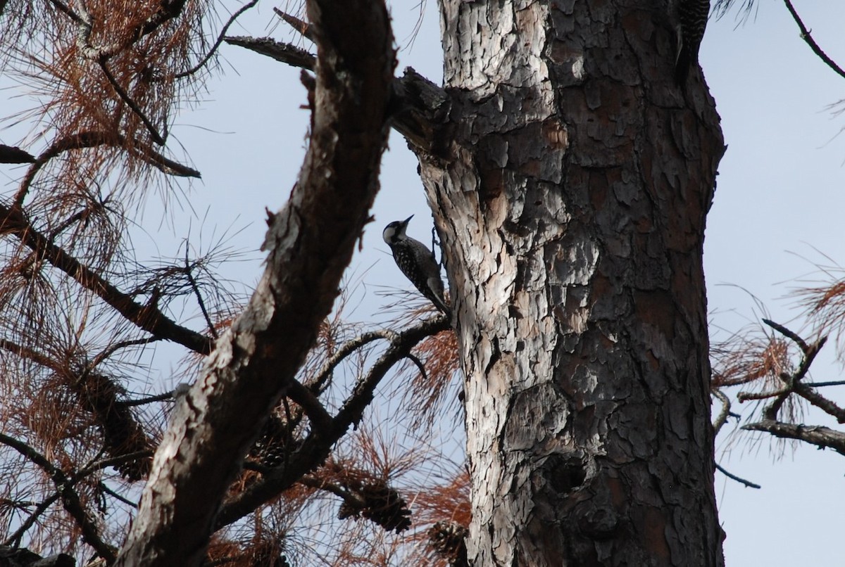 Red-cockaded Woodpecker - ML646110191