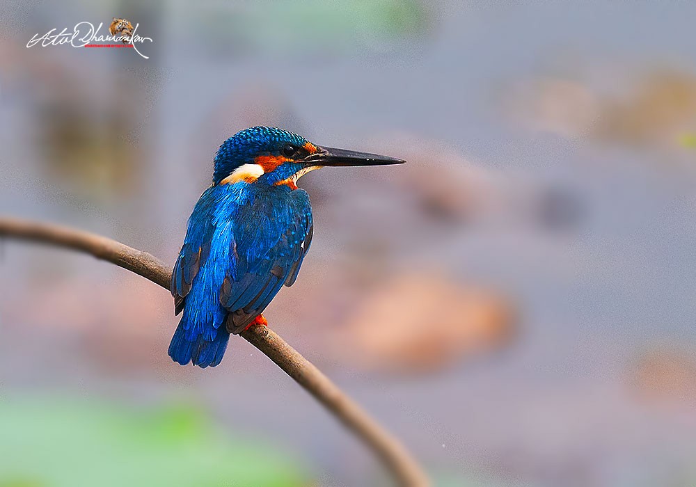 翠鳥 - ML646110194