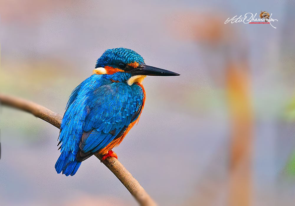 翠鳥 - ML646110195