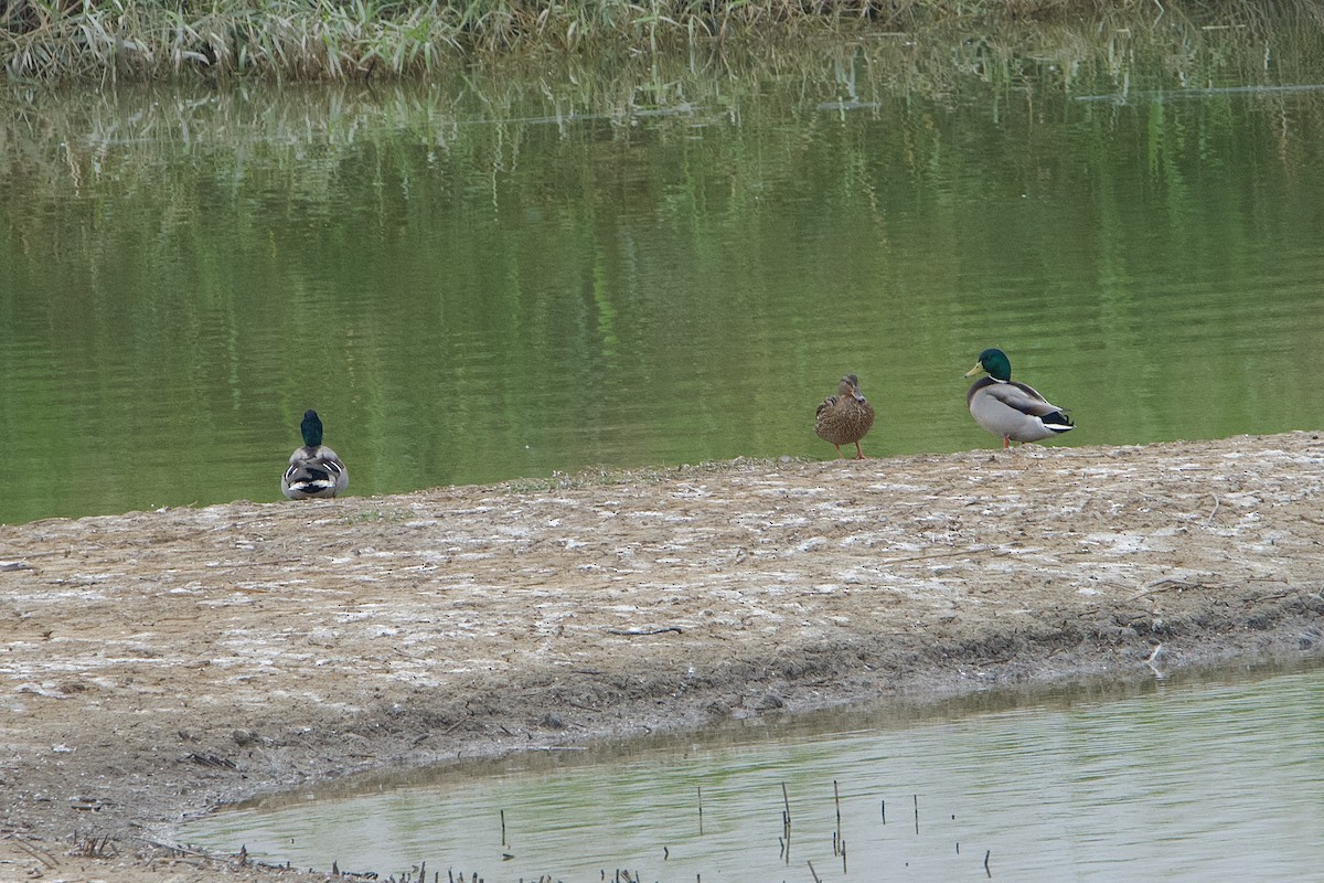 綠頭鴨 - ML646110196