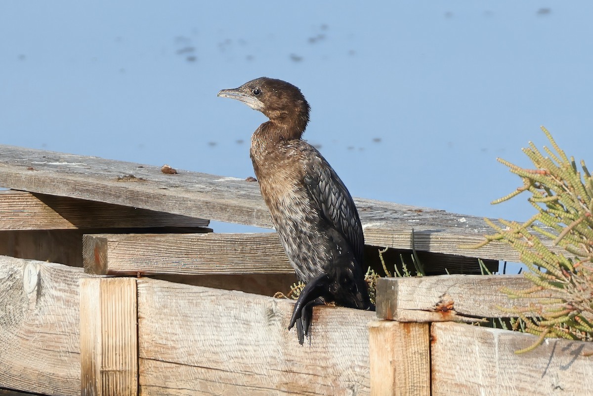 Pygmy Cormorant - ML646110197
