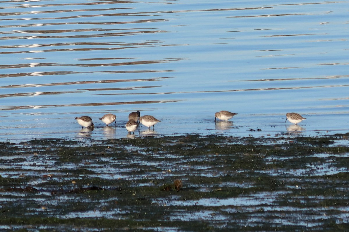 黑腹濱鷸 - ML646110200