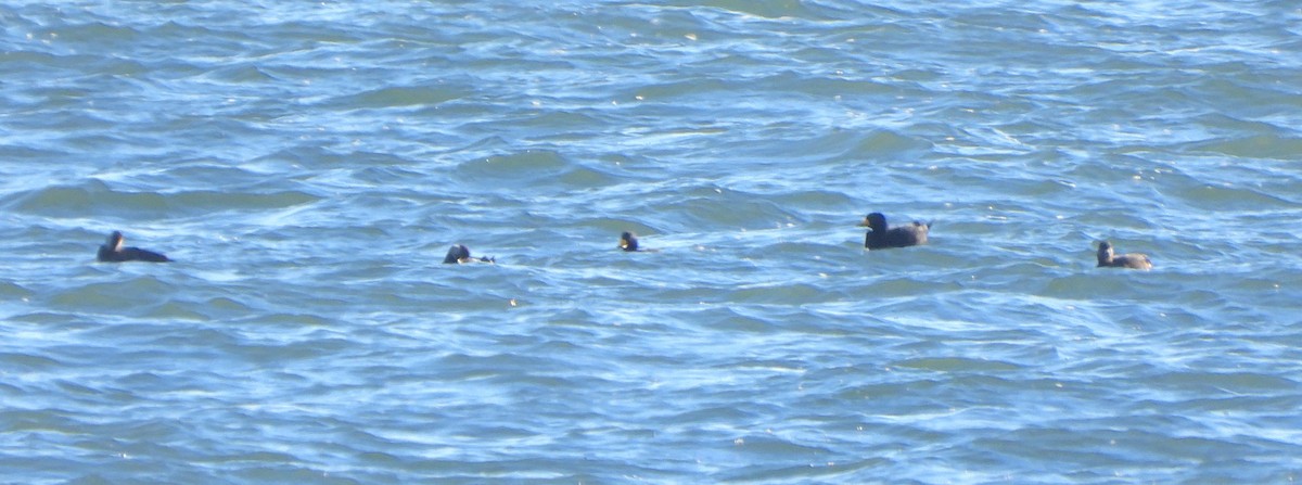 Black Scoter - ML646110201