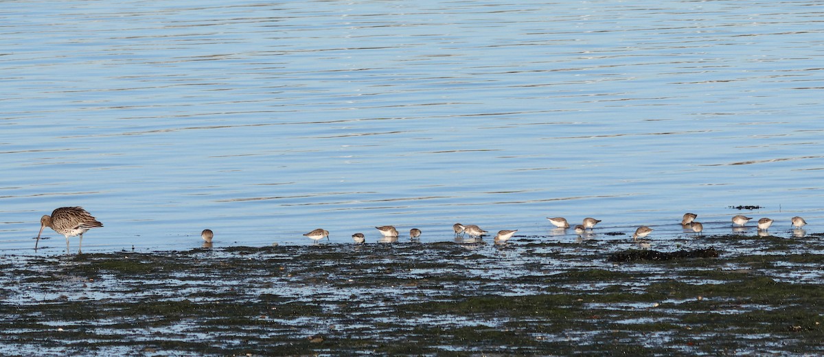 黑腹濱鷸 - ML646110203