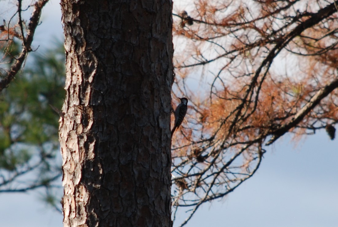 Red-cockaded Woodpecker - ML646110204