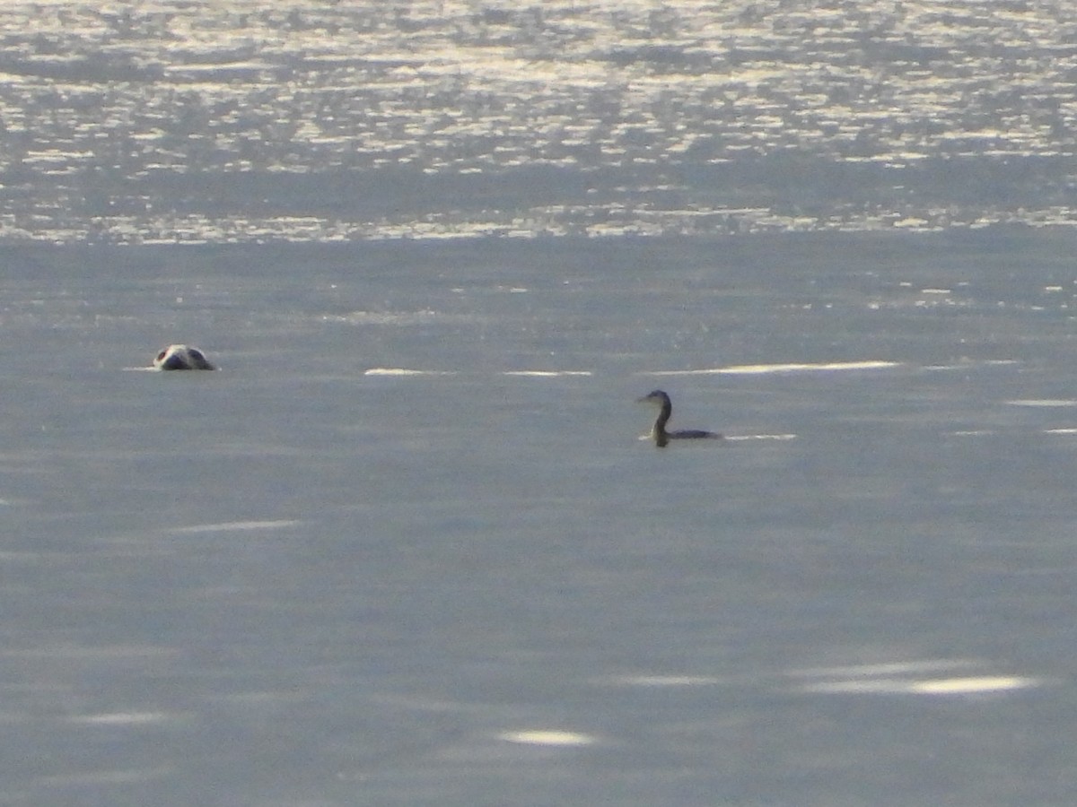 赤頸鸊鷉 - ML646110206