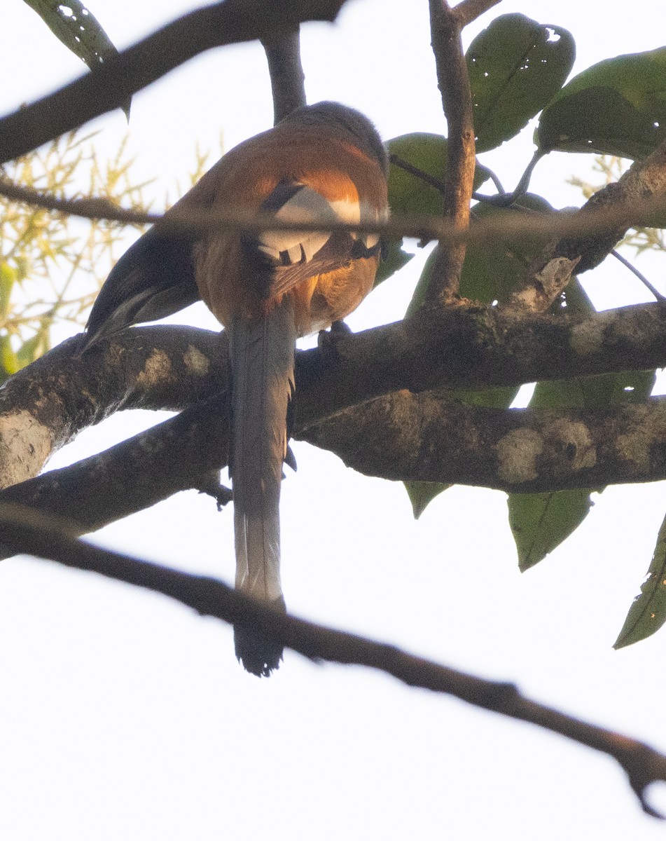 Rufous Treepie - ML646110207