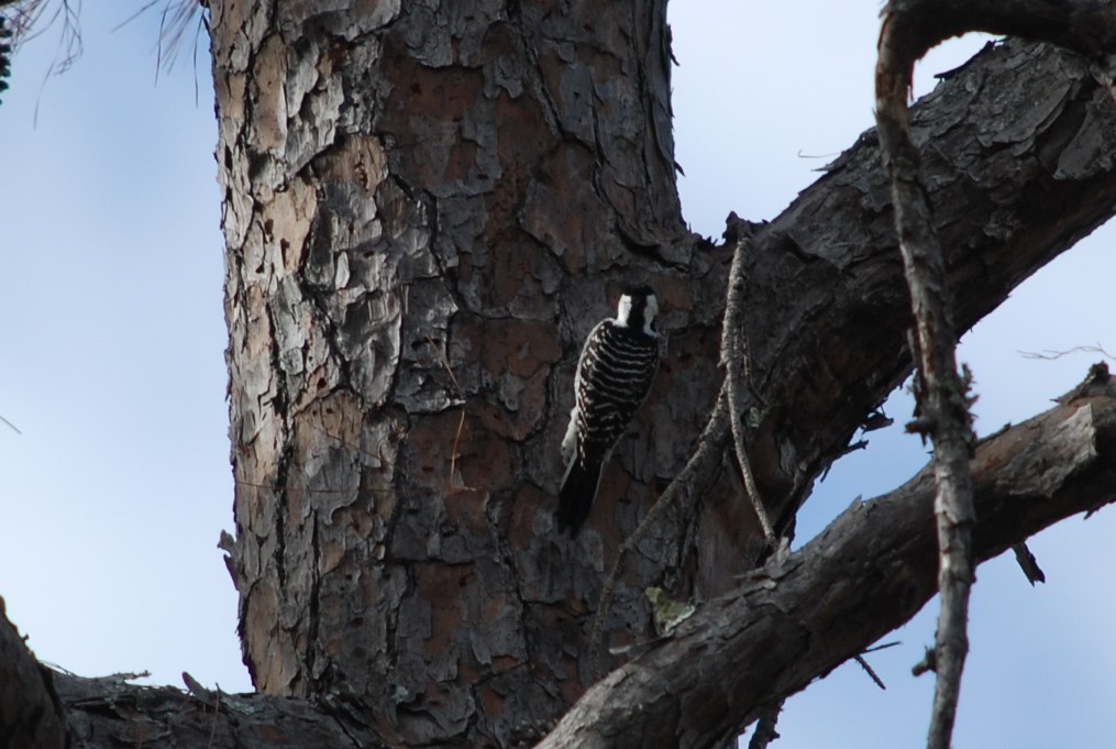 Red-cockaded Woodpecker - ML646110209