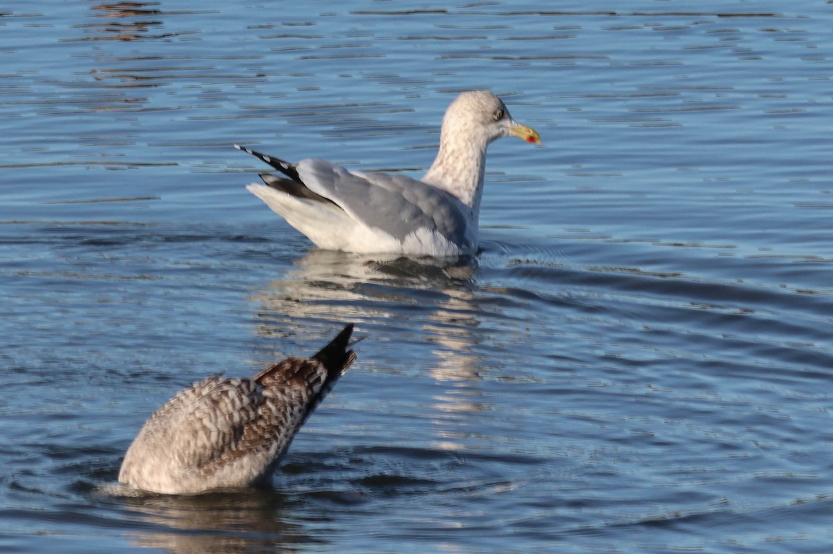 European Herring Gull - ML646110211