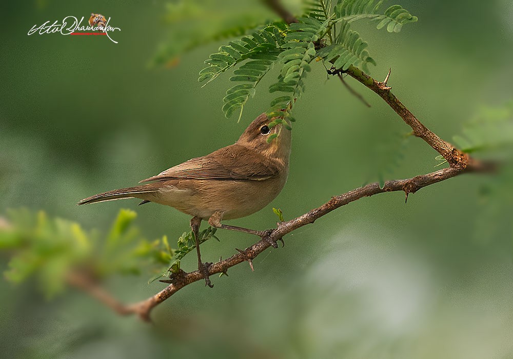 Booted Warbler - ML646110212