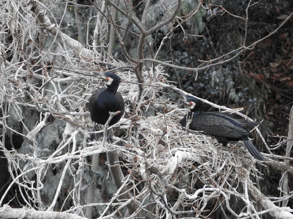 鸕鷀 - ML646110216