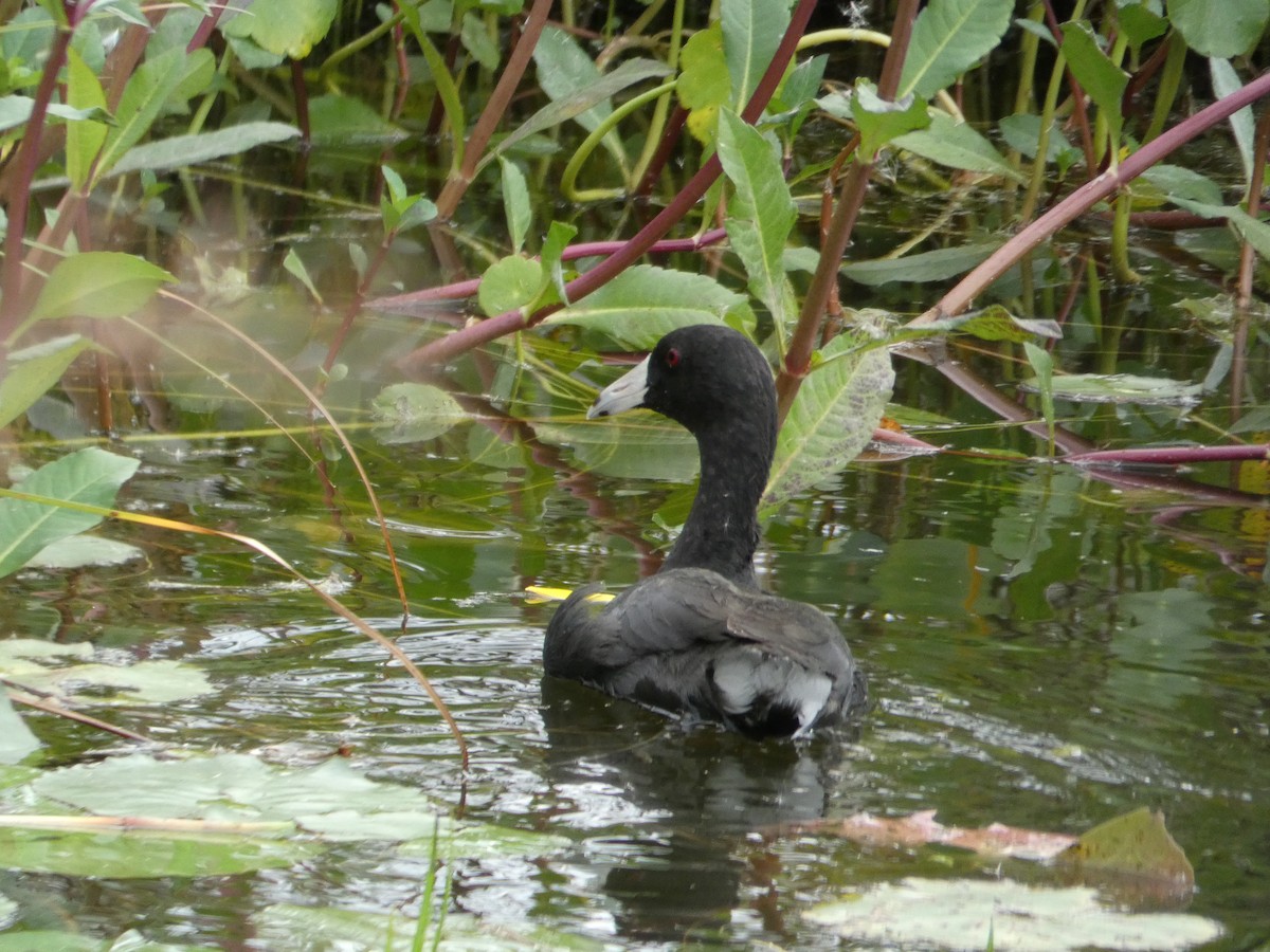 American Coot - ML646110217