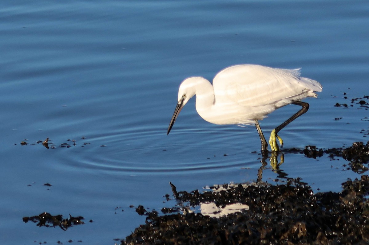 小白鷺 - ML646110218