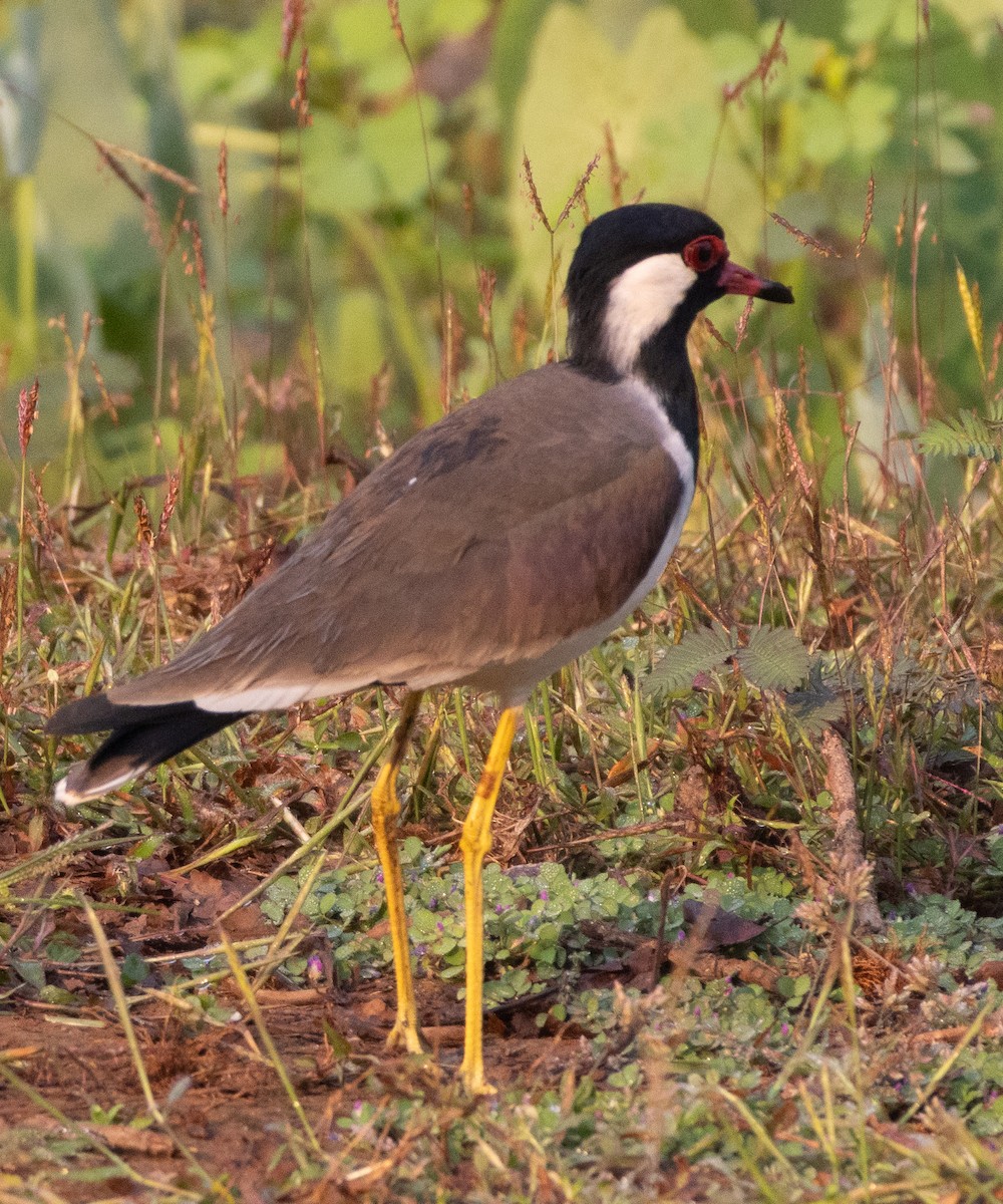 Red-wattled Lapwing - ML646110219