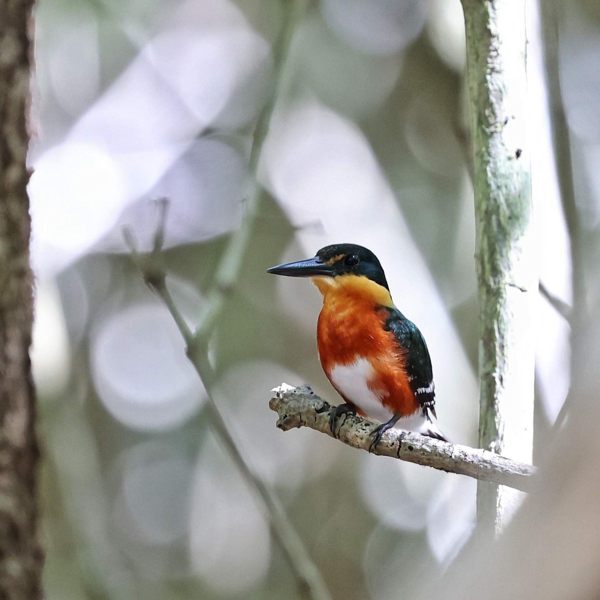 American Pygmy Kingfisher - ML646110220