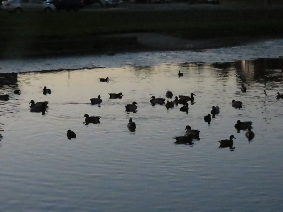 American Coot - ML646110221