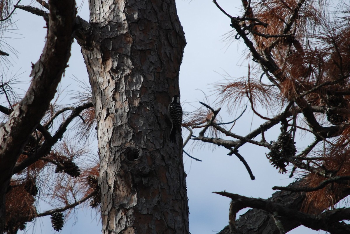 Red-cockaded Woodpecker - ML646110222