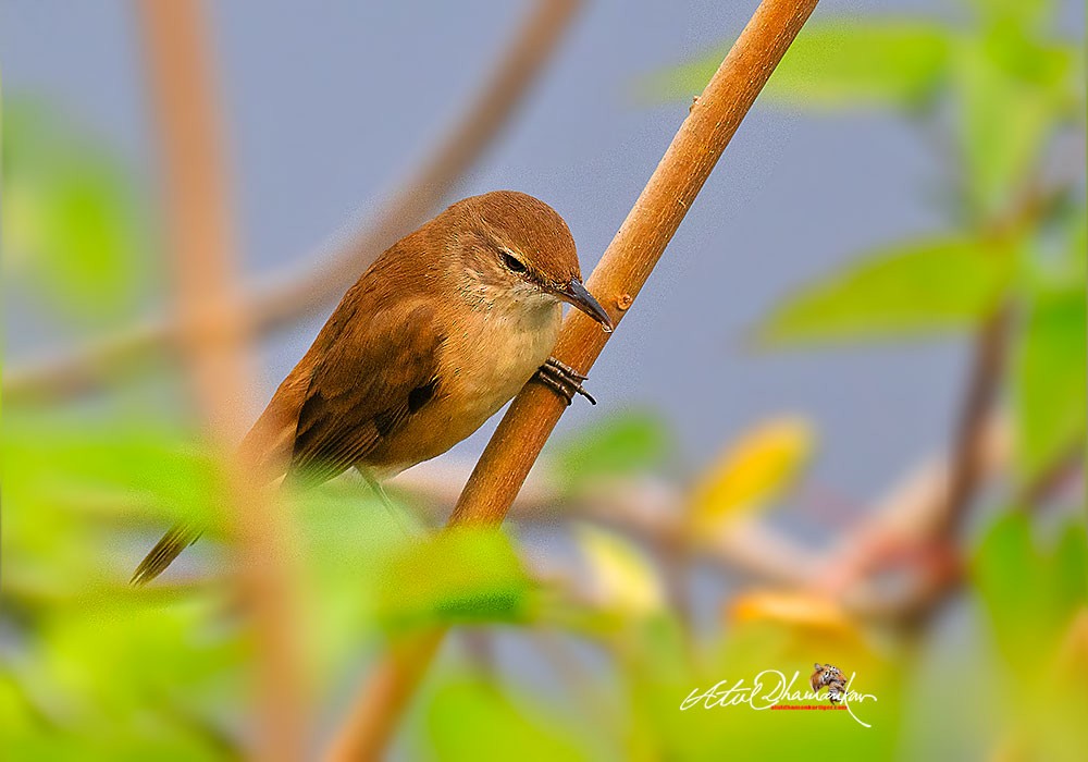 Clamorous Reed Warbler - ML646110224