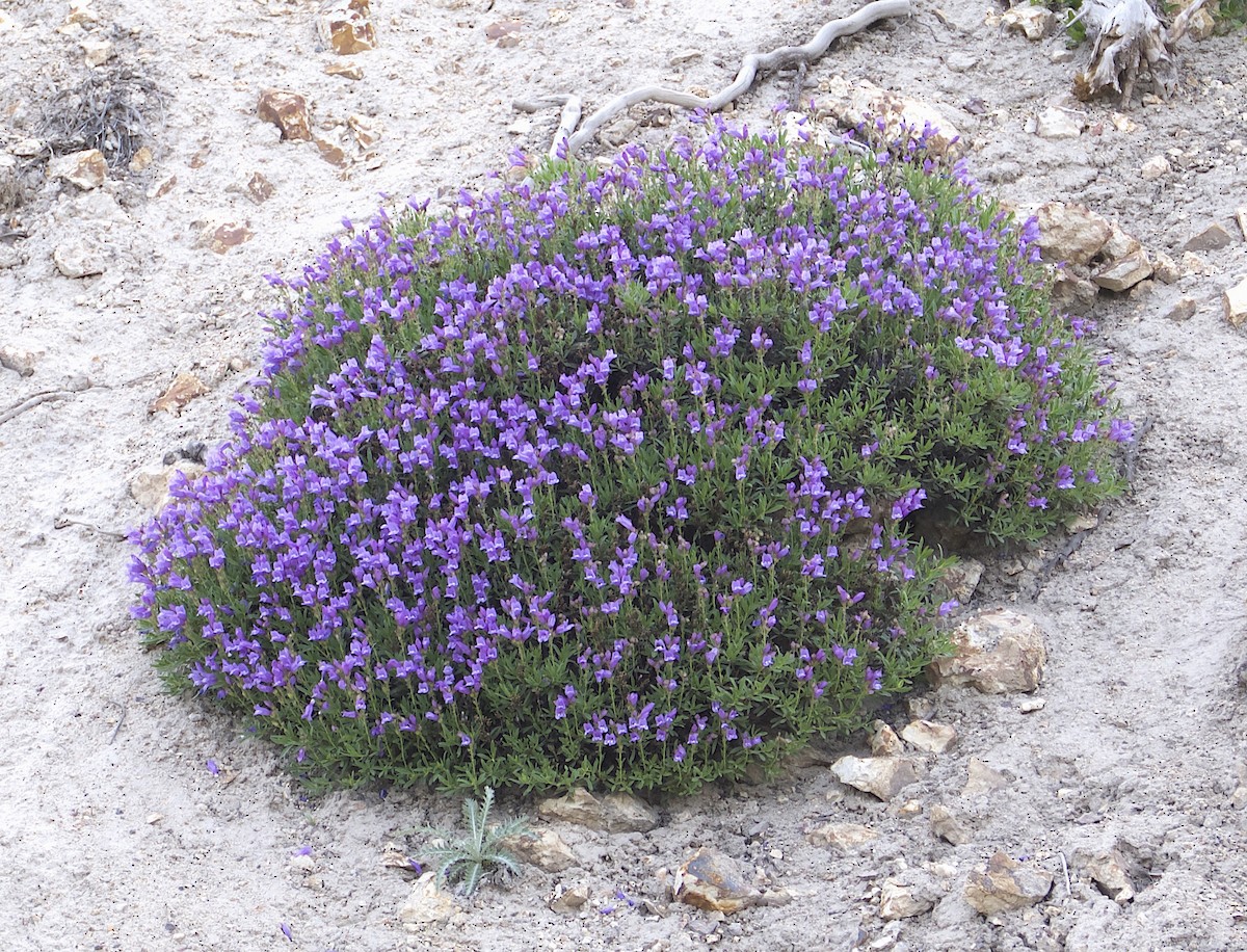 Animals - ML646110228