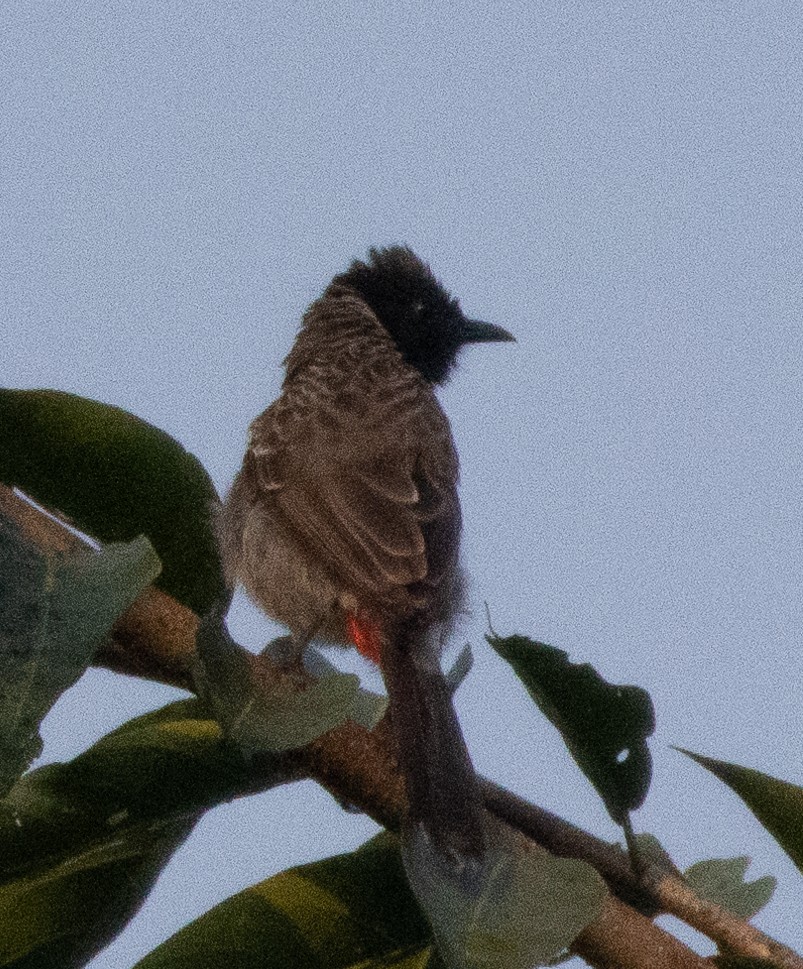 Red-vented Bulbul - ML646110229