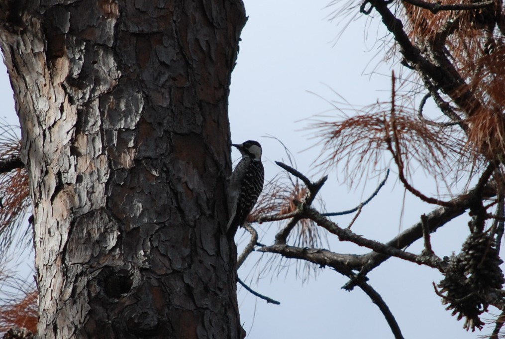 Red-cockaded Woodpecker - ML646110230