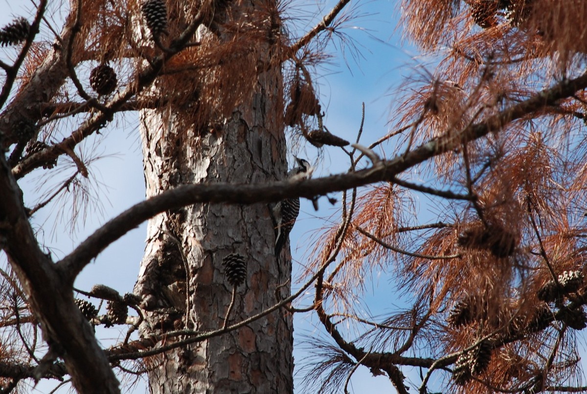 Red-cockaded Woodpecker - ML646110231