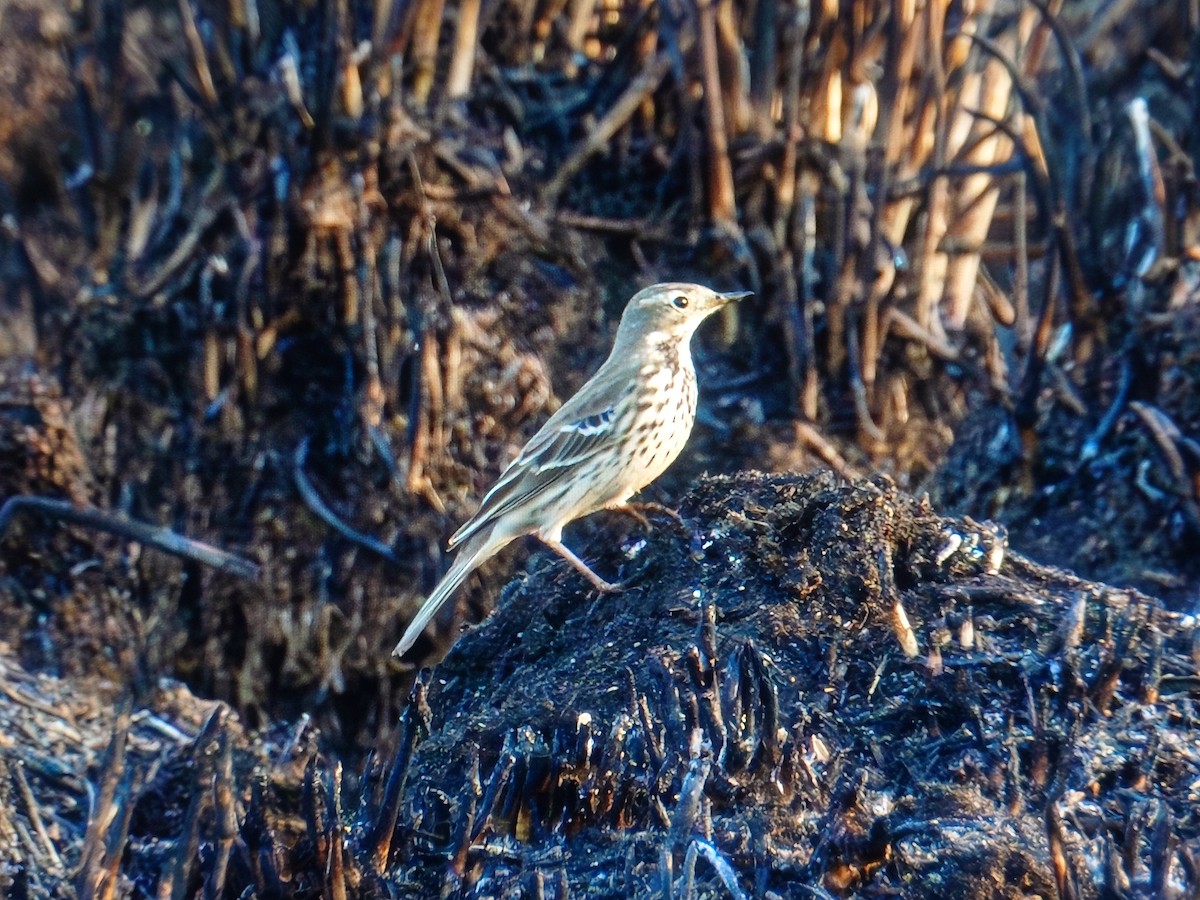 黃腹鷚 - ML646110232