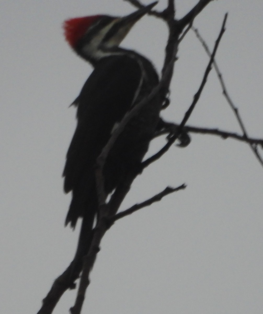 Pileated Woodpecker - ML646110234