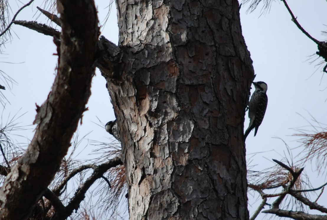 Red-cockaded Woodpecker - ML646110235