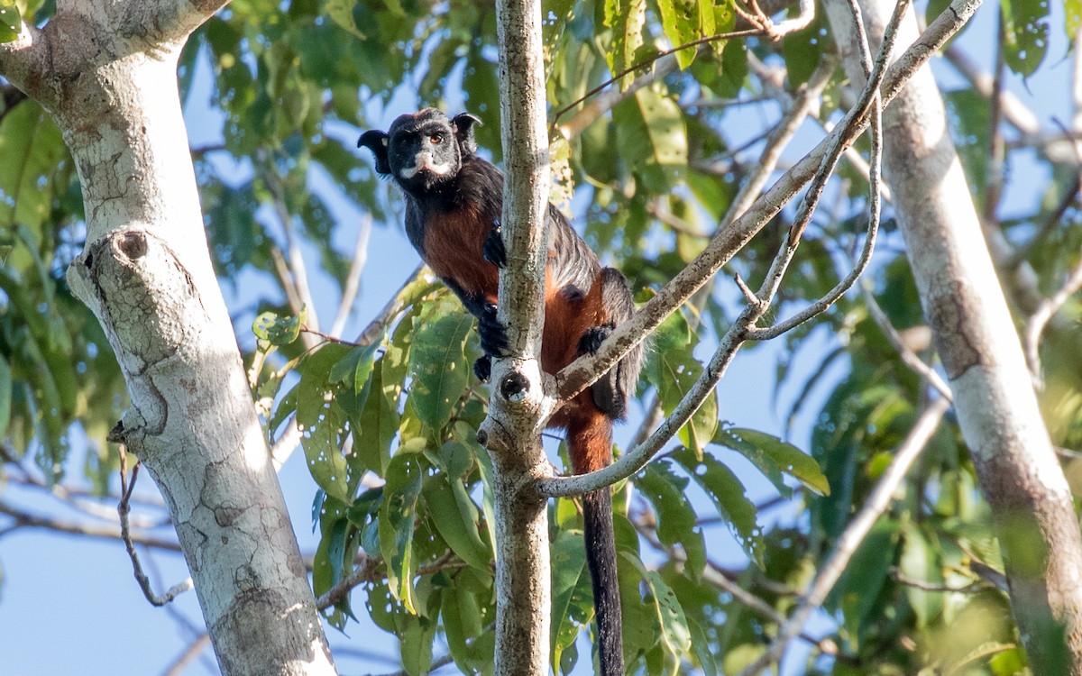 Red-chested Mustached Tamarin - ML646110245
