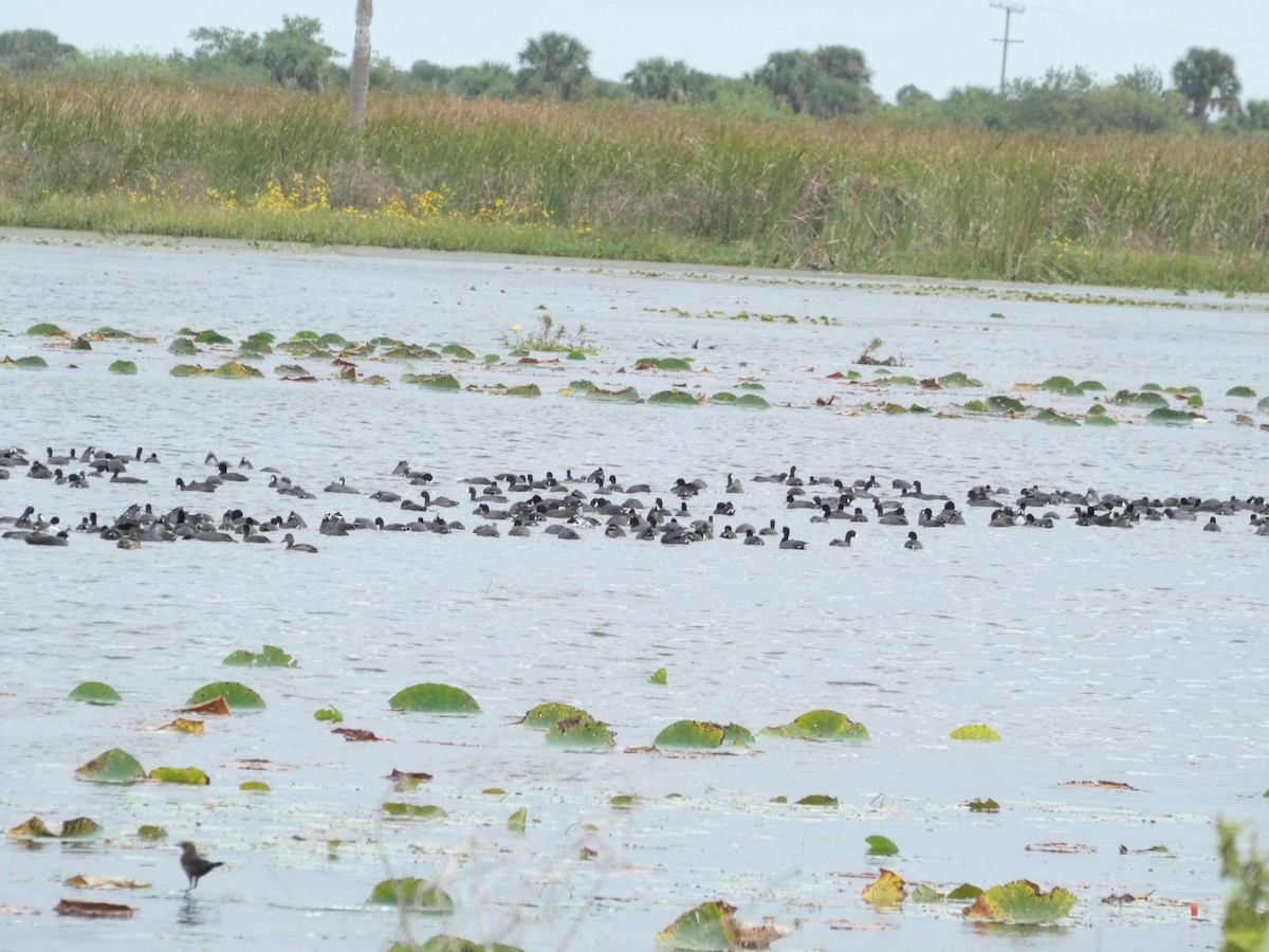 אגמית אמריקנית - ML646110250