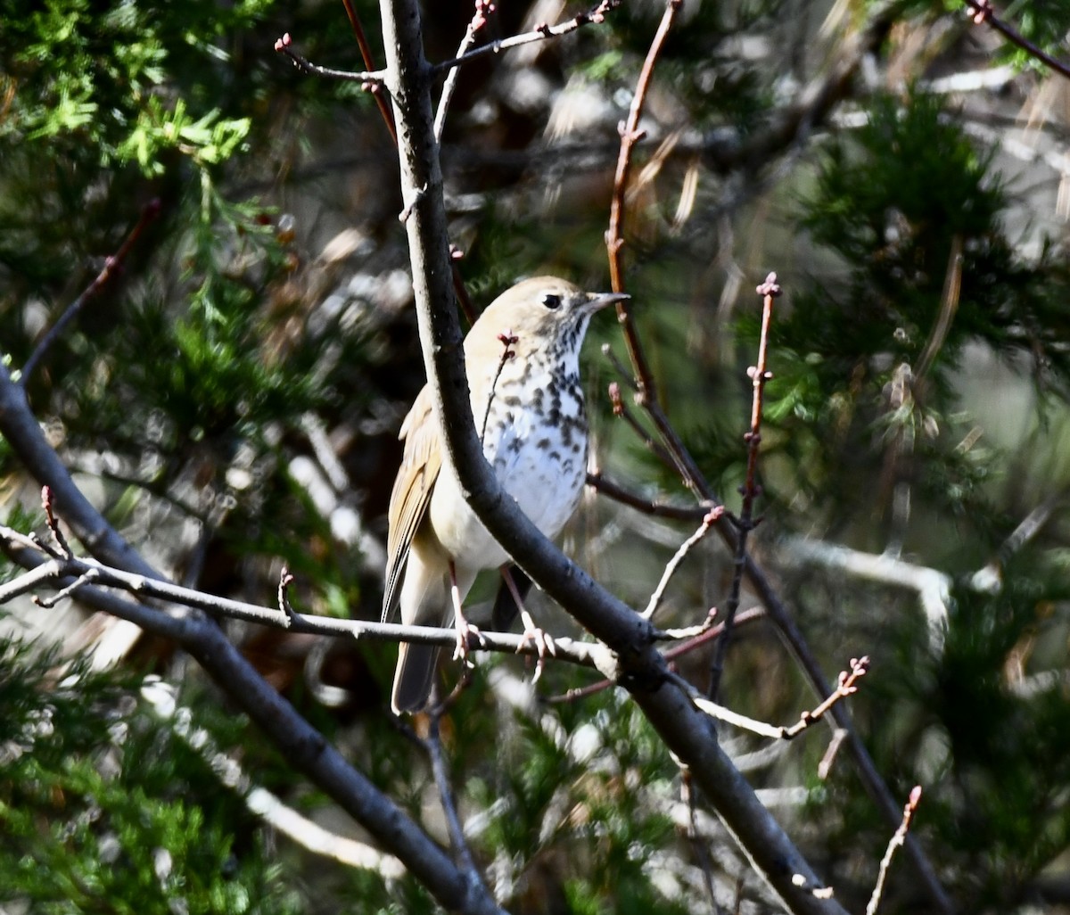 eremittskogtrost - ML646110251