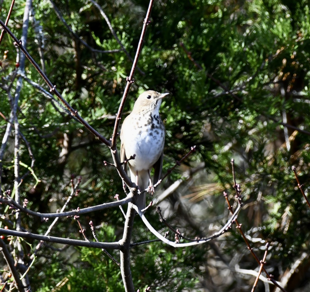 eremittskogtrost - ML646110252