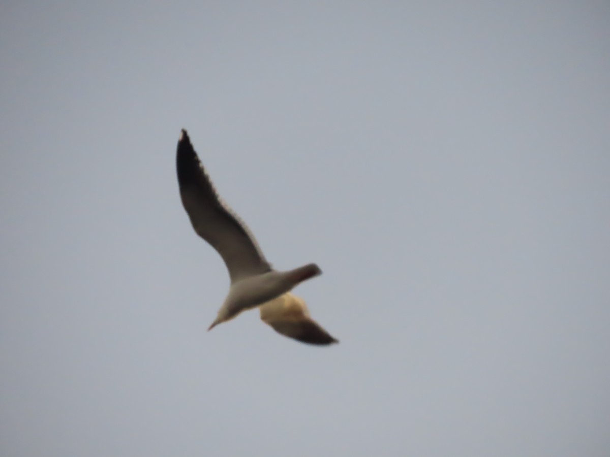 Ring-billed Gull - ML646110256