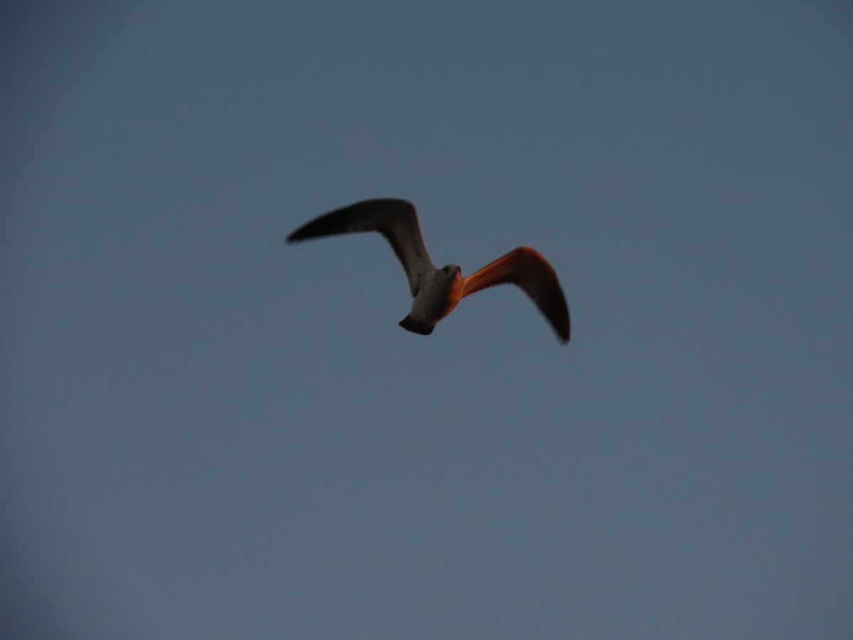 Ring-billed Gull - ML646110257