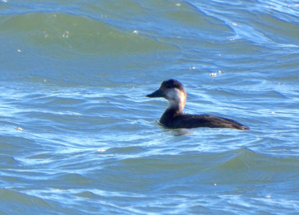Black Scoter - ML646110259