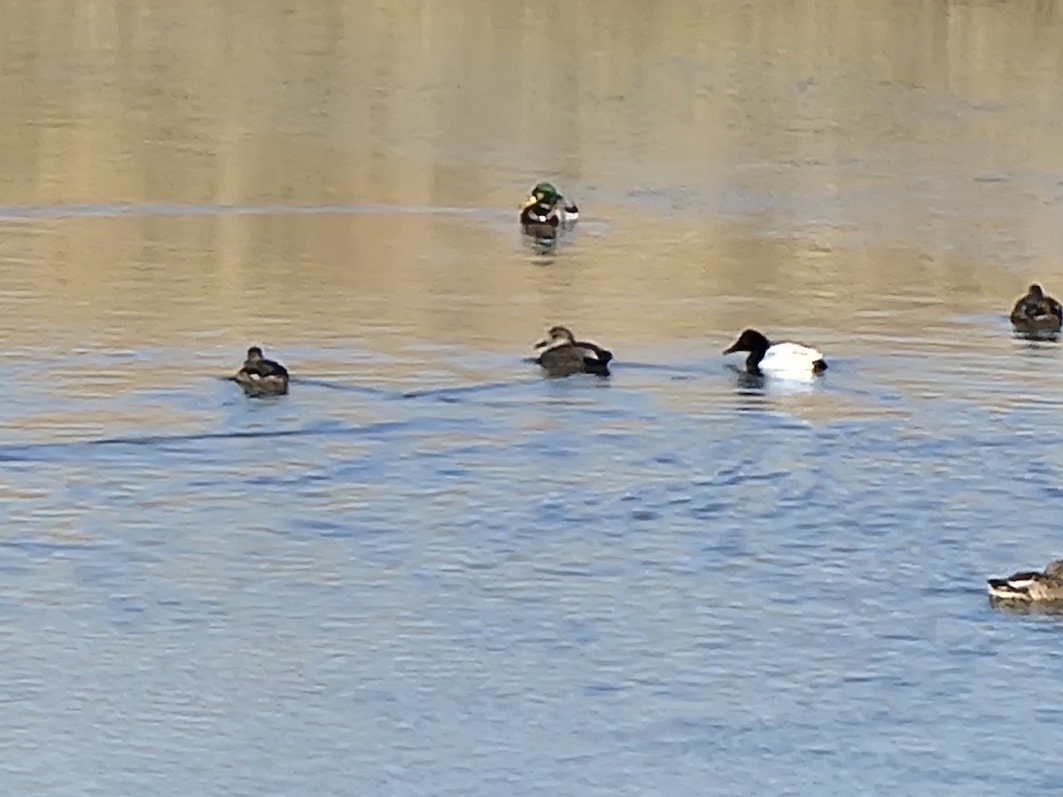 Canvasback - ML646110260