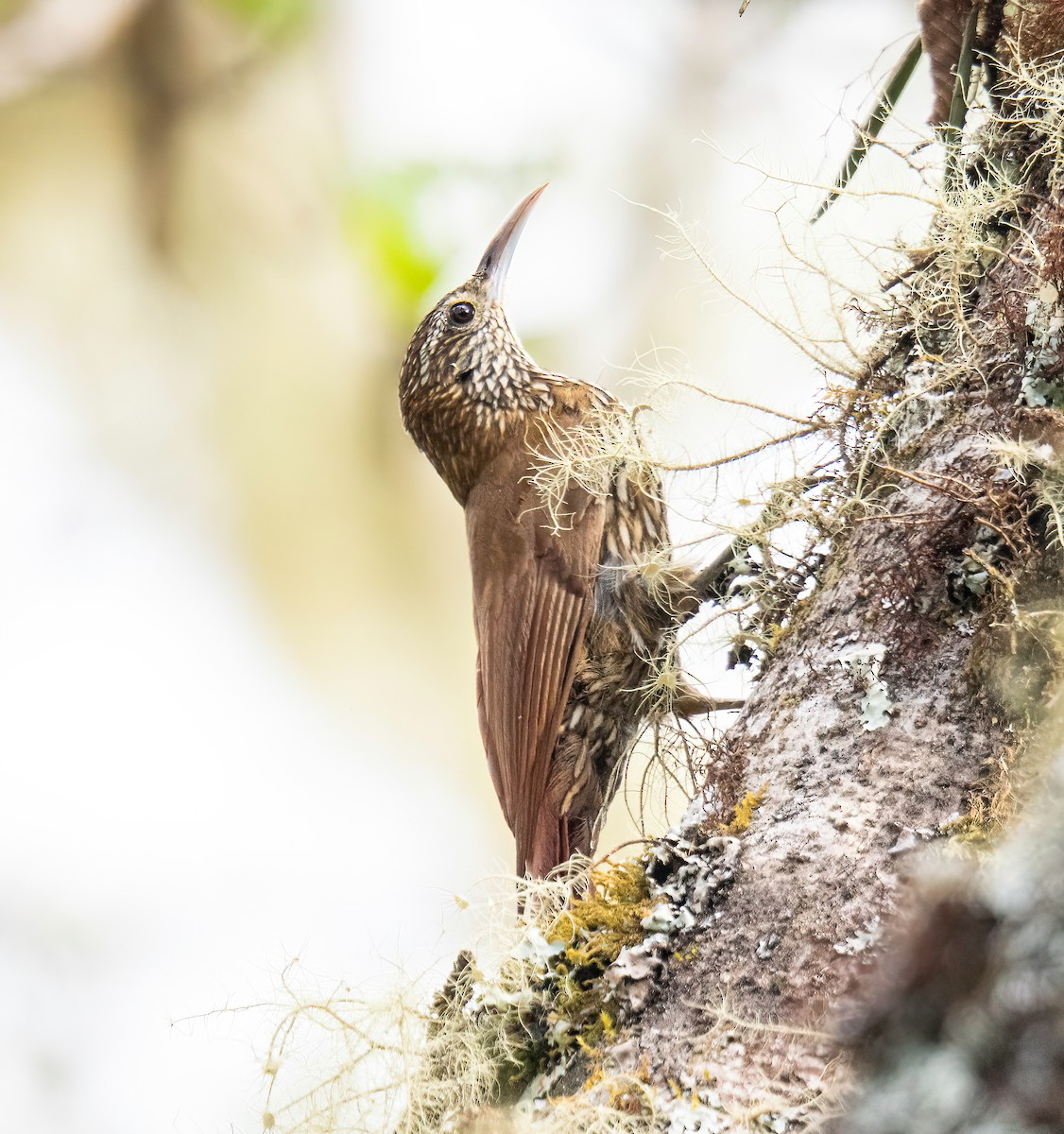 Grimpar montagnard - ML646110266