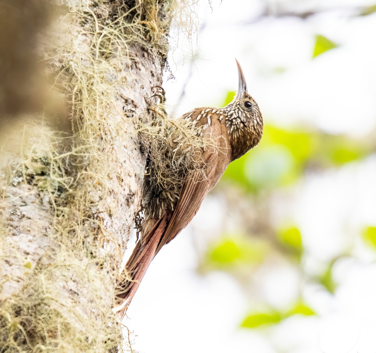 Grimpar montagnard - ML646110267