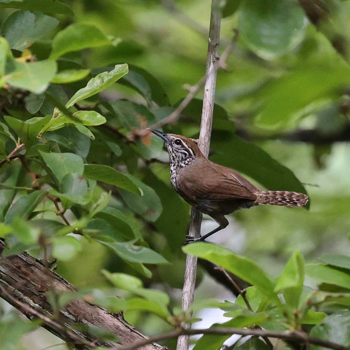 Fleckenbrust-Zaunkönig - ML646110269