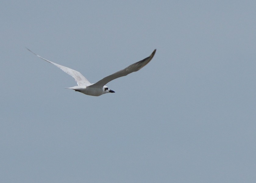 Gull-billed Tern - ML646110270