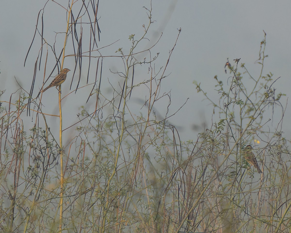 strnad obojkový - ML646110281