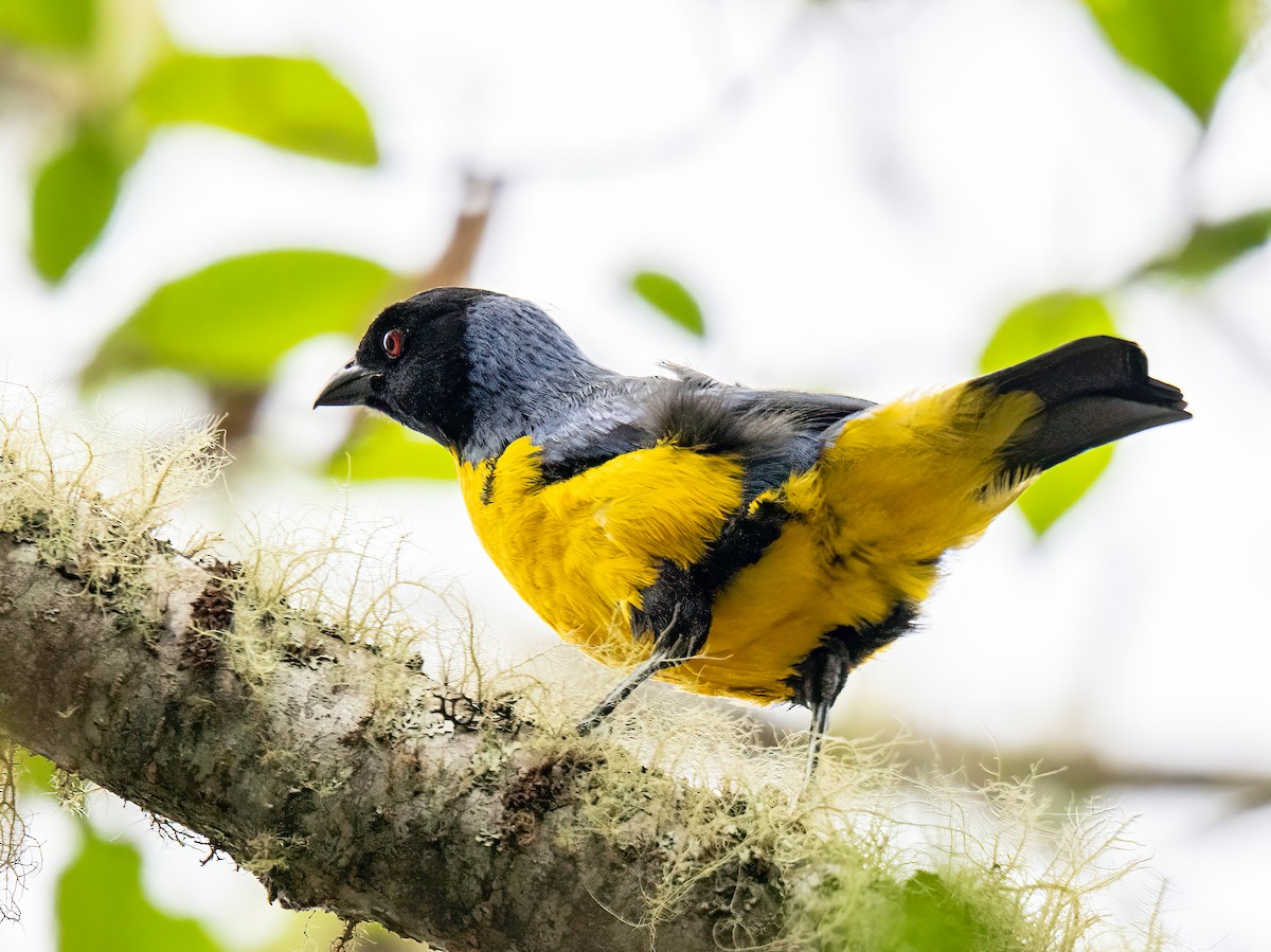 Hooded Mountain Tanager - ML646110282