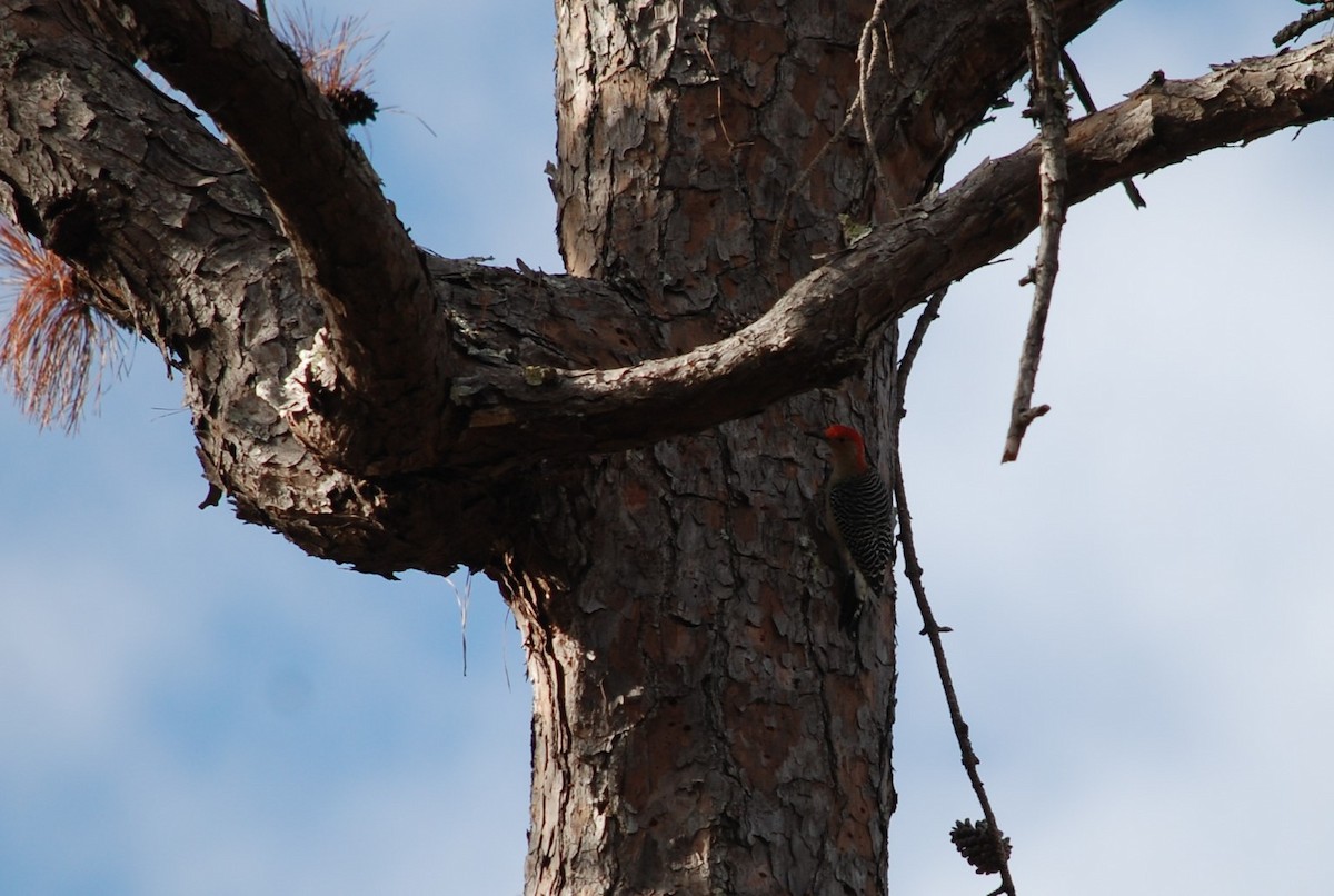 lundspett - ML646110283