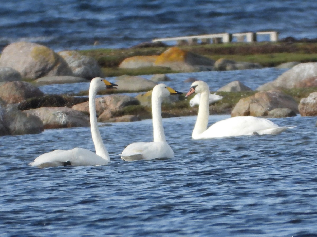 sangsvane - ML646110287