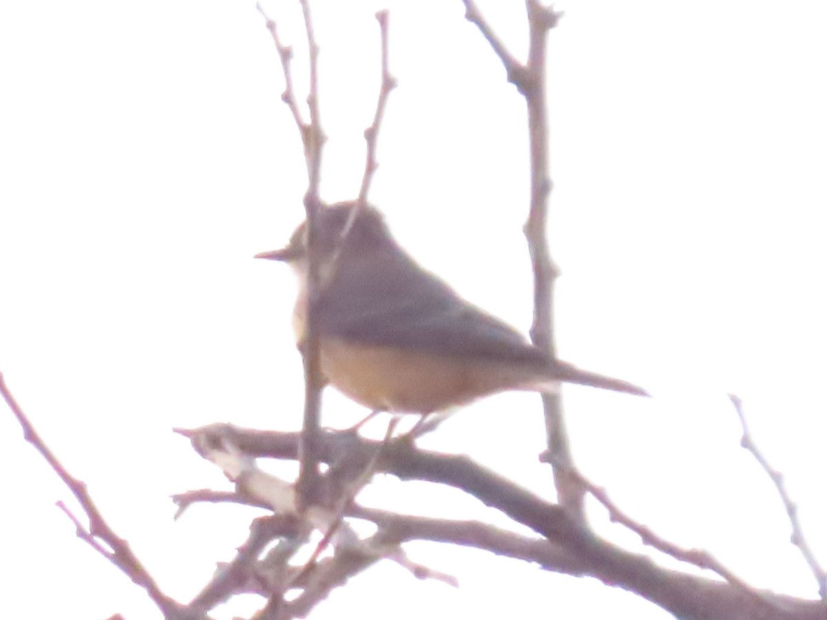 rubintyrann - ML646110288