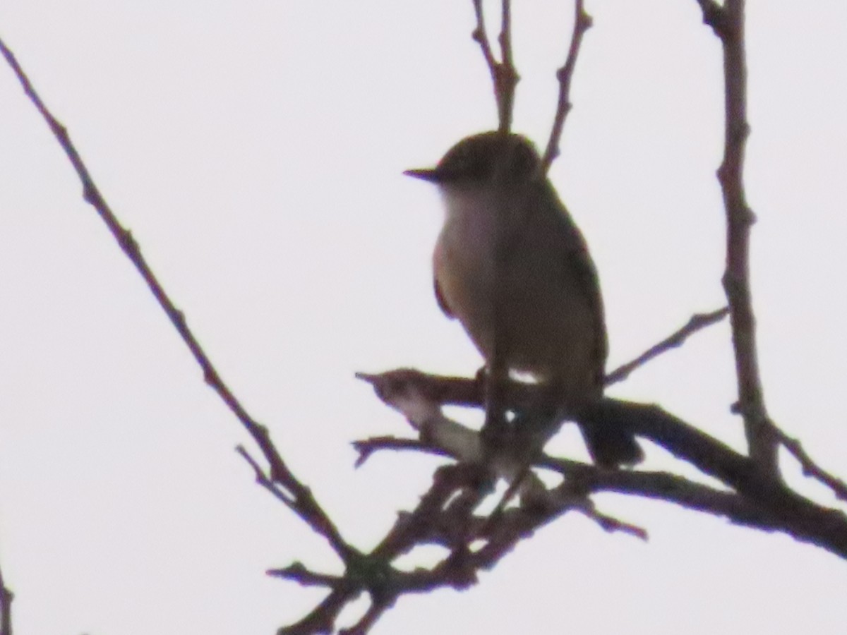 rubintyrann - ML646110289